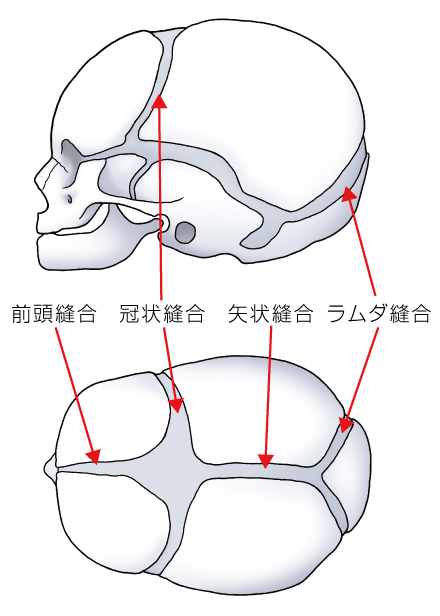 へこみ 頭蓋骨 頭骨のへこみについて