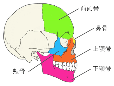 顔面骨骨折 一般社団法人 日本頭蓋顎顔面外科学会